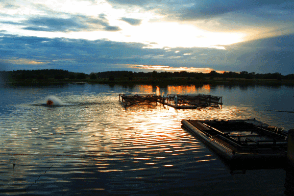 Wissenschaft für Integrated Aquaculture Systems, hier ein Vergleichsexperiment zwischen traditionellem Netzkäfig und einer im Gewässer integrierten Teich-in-Teichkreislaufanlage an der Müritz vor der schönen Abendkulisse.